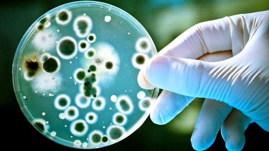Alerta De Los Cdc Por Un Aumento De Las Infecciones Por Bacterias Carnívoras En Eeuu