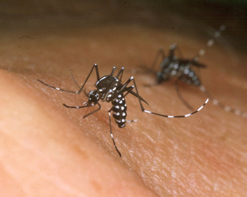 Mueren Dos Niños Con Síntomas De Dengue En El Cibao