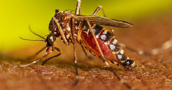 Sintomatología Del Dengue Puede Confundirse Con Otros Virus O Con Hepatitis, Inflamación Y Apendicitis